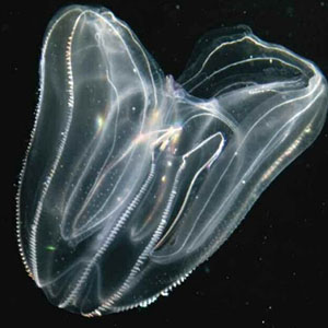 Invasion of the Ctenophores